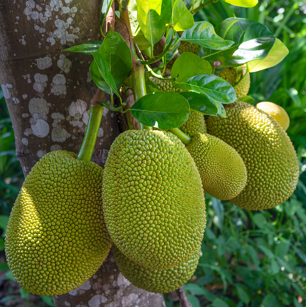 Jakcfruit owoc chlebowca